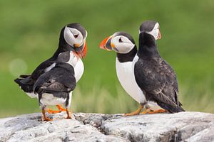 Vogels | Papegaaiduikers overleg - Farne eilanden van Servan Ott