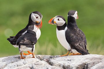 Vögel | 'Papageientaucher Treffen' - Farne Inseln von Servan Ott