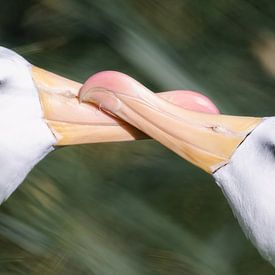 Knuffelende Black Browed albatrossen van Koen Hoekemeijer