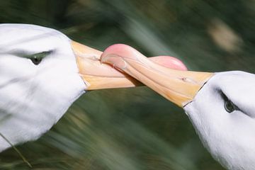 Clacking Black Browed albatrosses