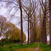 Tussen de bomen door in Sint-Laureins (België) van FotoGraaG Hanneke