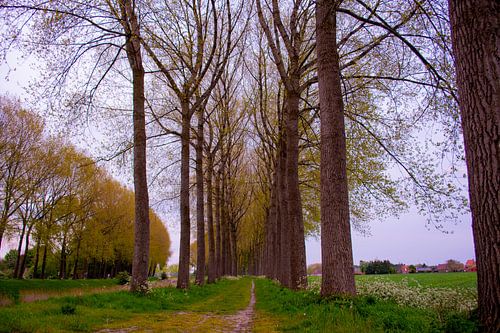 Entre les arbres à Sint-Laureins (Belgique)