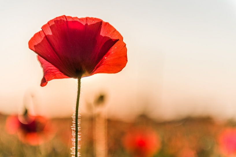 Coquelicots à Malines par Jim De Sitter