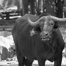 buffel sur Bart Cornelis de Groot