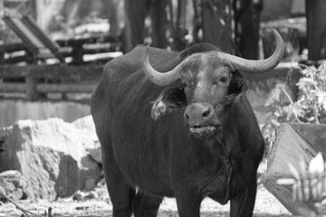 buffel sur Bart Cornelis de Groot
