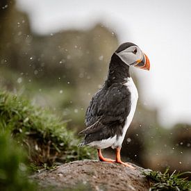Puffin in the snow by Inge de Lange