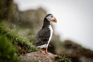 Papegaaiduiker in de sneeuw van Inge de Lange