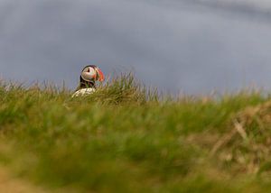 Verstopt in het gras von Thijs Schouten