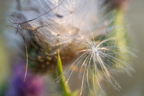 A fluff ball containing a seed from the field thistle