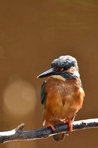 Martin-pêcheur sur fond orange avec bokeh