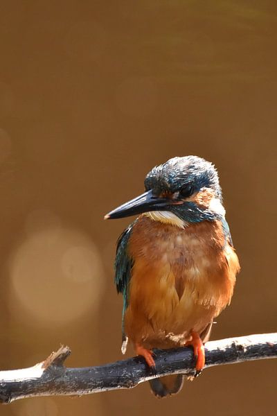 IJsvogel oranje achtergrond met bokeh van Sascha van Dam