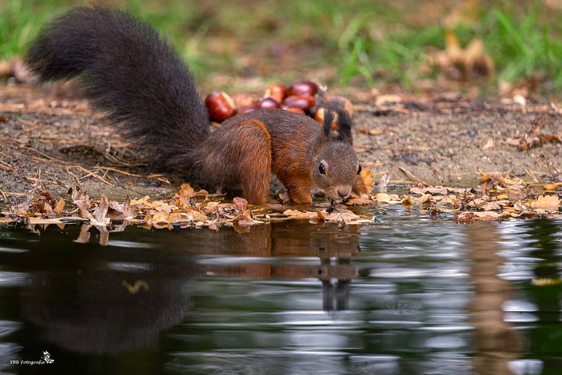 squirrel is thirsty by Esther Bax