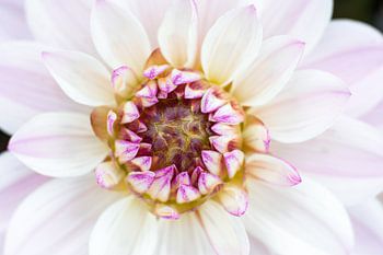 Prachtige witte dahlia.