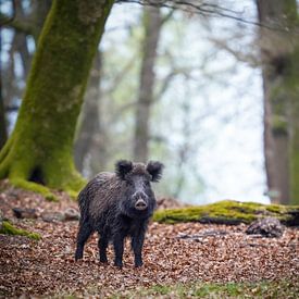 Wild zwijn in het beukenbos van Tom Zwerver
