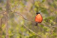 Bullfinch in spring