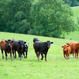 Wales cows in the meadow by Rene du Chatenier