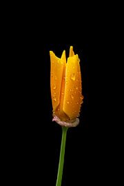 closed wet gold poppy by Ribbi