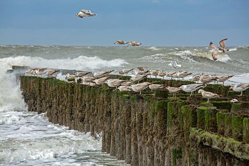 Meeuwen op golfbreker