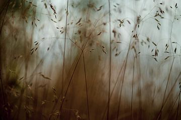 dunkle Gräser von Tania Perneel