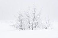 Bomen in de sneeuw von Gonnie van de Schans Miniaturansicht