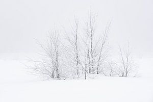 Trees in the snow sur Gonnie van de Schans