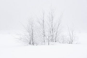 Trees in the snow von Gonnie van de Schans