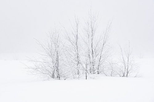 Bomen in de sneeuw