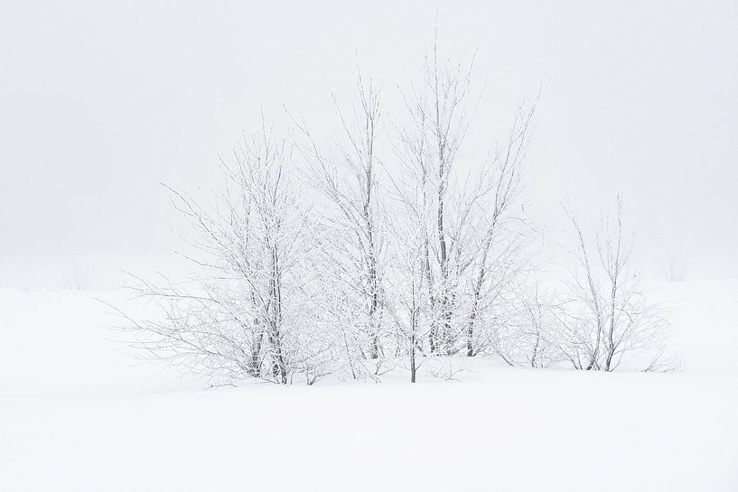 Bomen in de sneeuw von Gonnie van de Schans