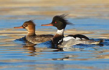 Red-breasted Merganser, Mergus serrator. by Beschermingswerk voor aan uw muur