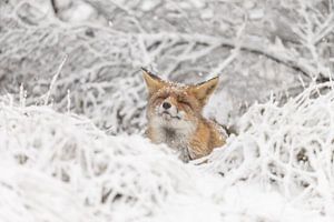 Winterfuchs