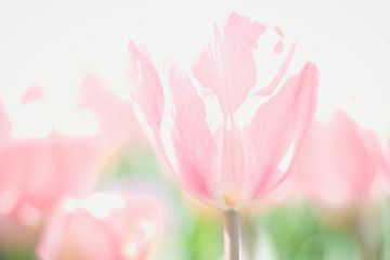 De schoonheid van bloemen, roze tinten van WeVaFotografie