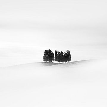 Onze arbres (2021) sur Stefano Orazzini