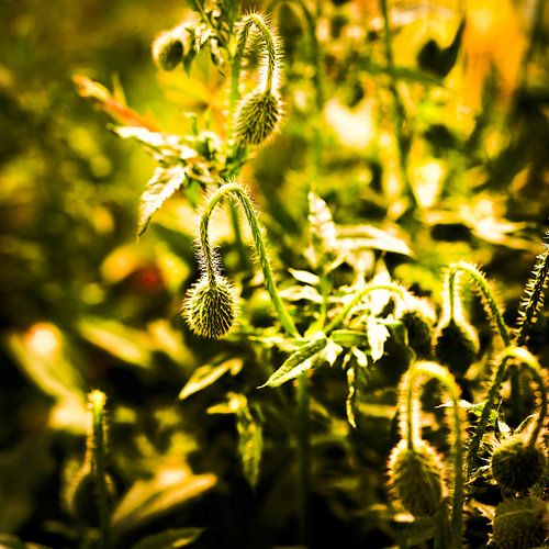 Project Noonlight – Poppies #1