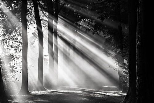 Zonnestralen schijnen over een boslaan in Amelisweerd