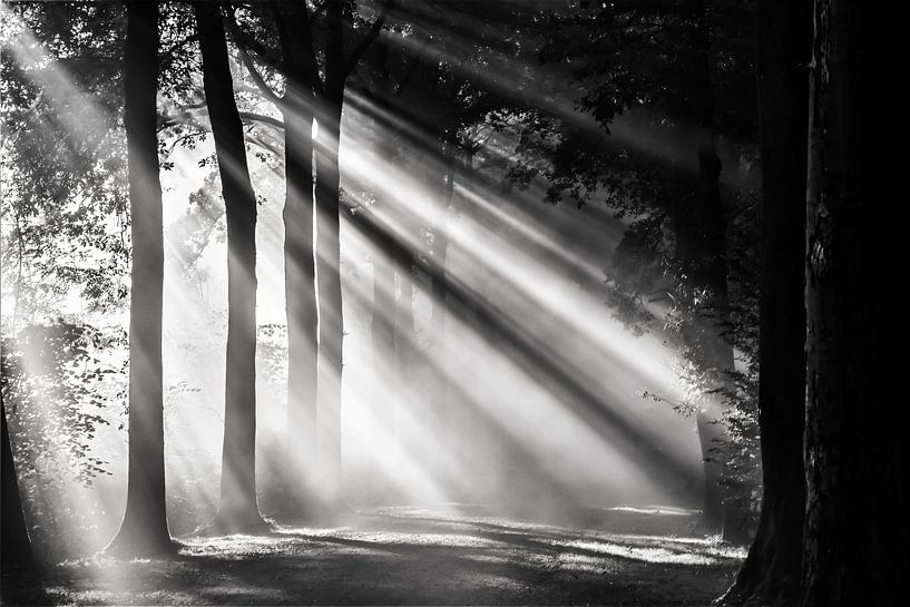 Zonnestralen schijnen over een boslaan in Amelisweerd by Arthur Puls Photography
