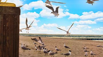 Zeemeeuwen voor een strandstoel op een strand aan de Oostzee. Kustvakantie aan zee van Martin Köbsch