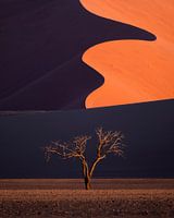 Een boom in Sossusvlei