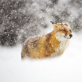 Snowstorm sur Pim Leijen