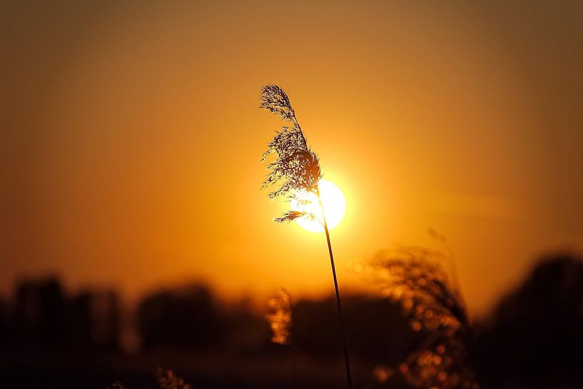 Roseaux oscillants au coucher du soleil (partie II) par Jurjen Jan Snikkenburg