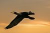 Een gedetailleerde Aalscholver tijdens de vlucht met uitgespreide vleugels. Tegen een gouden lucht m van Gea Veenstra thumbnail