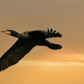 A detailed Cormorant in flight with wings spread. Against a golden sky with yellow clouds. by Gea Veenstra