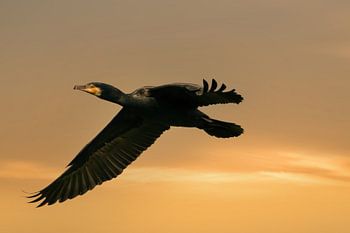 A detailed Cormorant in flight with wings spread. Against a golden sky with yellow clouds.