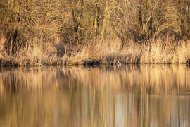 Blauer Reiher auf der Suche nach einem Fisch im Biesbosch von Petra Kilwinger