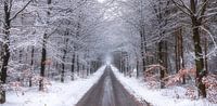 Winter in de Lage Vuursche van Pascal Raymond Dorland thumbnail