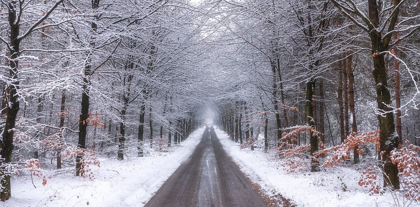 Winter in de Lage Vuursche van Pascal Raymond Dorland