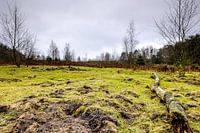 Het Leesten op de Veluwe (Nederland)
