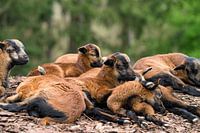 Cosy camera sheep