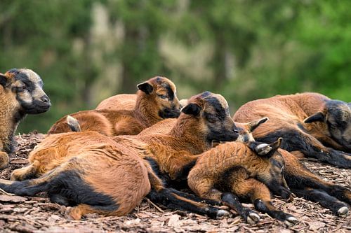 Gezellig camera schaap