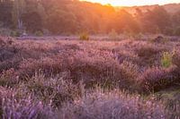 Paarse heide in de ionchtendzon