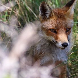 Le renard à l'état sauvage sur Anjella Buckens